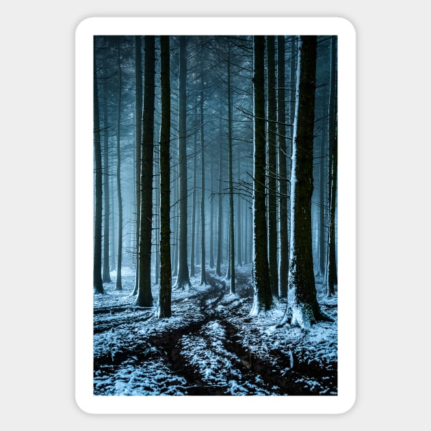 Snowy Forest in the Fog Sticker by TonyNorth